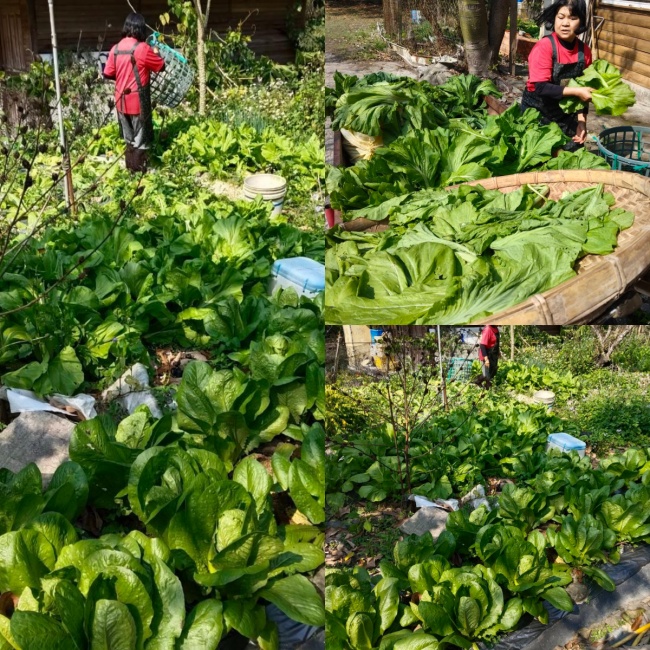 谷關泰雅星鮮美食小館