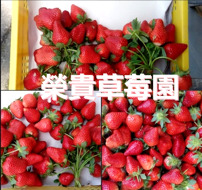 榮貴草莓園