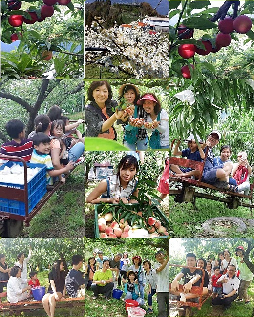 拉拉山冠桃果園